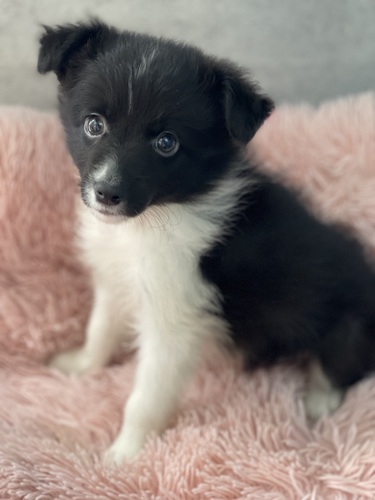 ガングロボーダー 犬の販売 4553