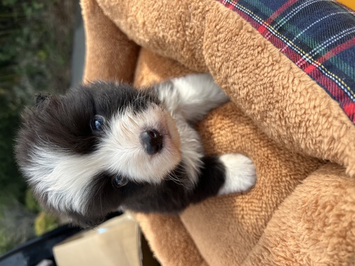 ボーダー・コリー 犬の販売・譲渡 4557 夏ボーナス還元祭り