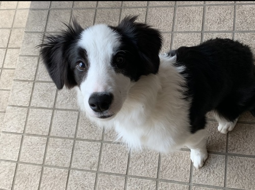 ボーダー・コリー 犬の販売・譲渡 4568 ありがとうございました!