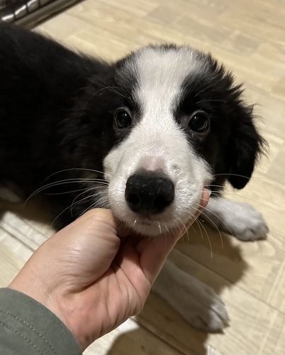 ボーダー・コリー 犬の販売・譲渡 4569 元気いっぱい健康です!