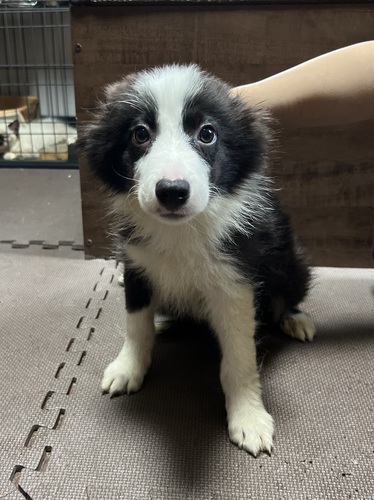 ボーダー・コリー 犬の販売・譲渡 4574 とってもかわいい女の子ですよ!!ボーダーコリー