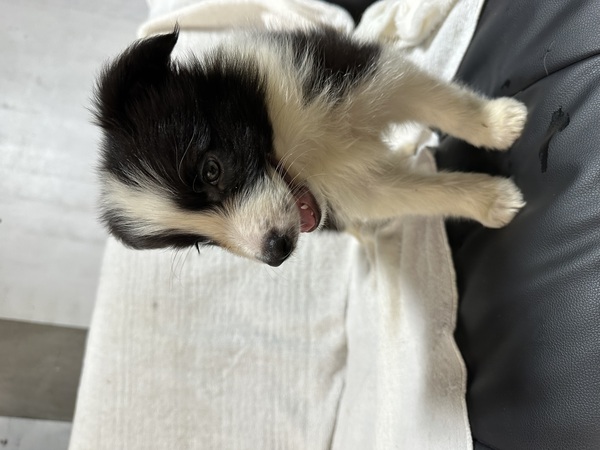 ボーダー・コリー 犬の販売・譲渡 4577 ボーダーコリー 期間限定セール