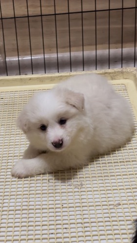 ボーダー・コリー 犬の販売・譲渡 4598 チャンピオン直子