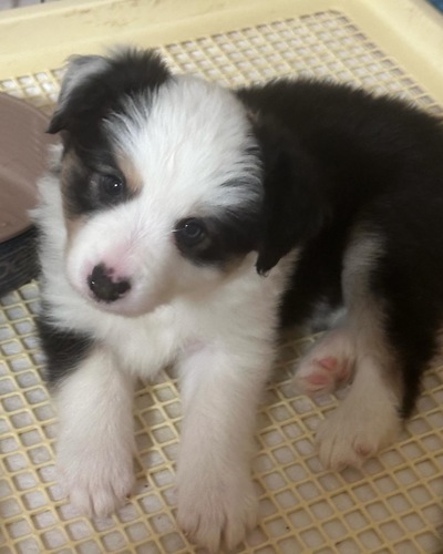 ボーダー・コリー 犬の販売・譲渡 4614 トライカラーの女の子