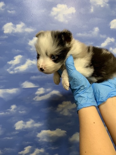 ボーダー・コリー 犬の販売・譲渡 4615 激かわブルーマール
