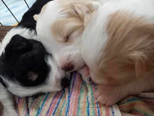 ボーダーコリー専門ブリーダー 犬の販売 4621