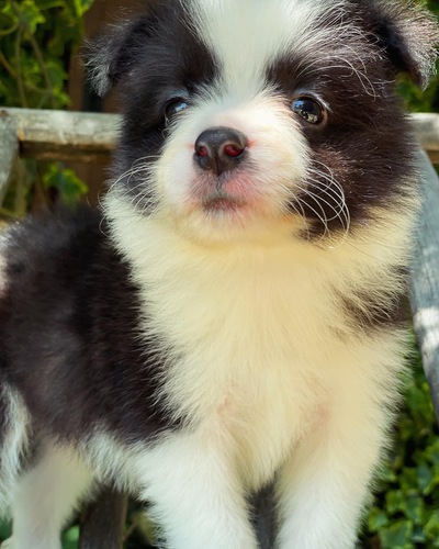 ボーダー・コリー 犬の販売・譲渡 4630 決まりました