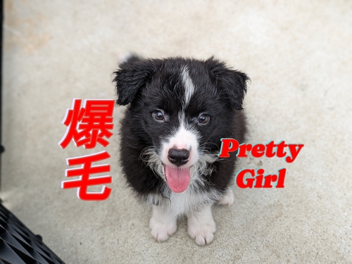 ボーダー・コリー 犬の販売・譲渡 4631 ボーダーコリー3兄妹