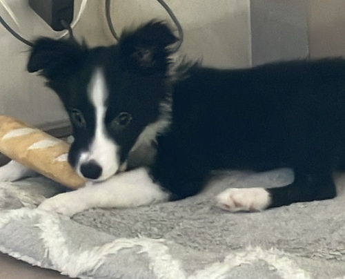 ボーダー・コリー 犬の販売・譲渡 4636 4月28日産まれのボーダーコリーの男の子 1頭