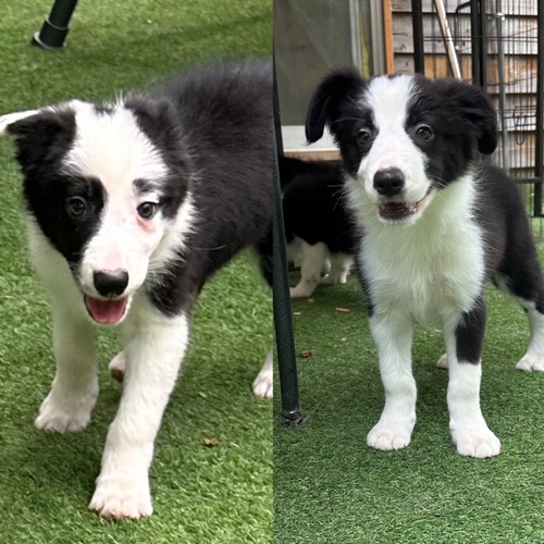 ボーダー・コリー 犬の販売・譲渡 4642 個性的な模様&フレーズ綺麗な姉妹☆