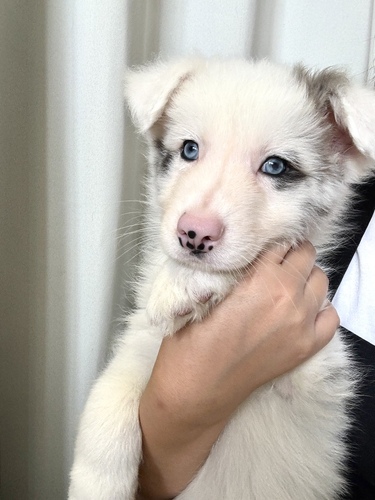 ボーダー・コリー 犬の販売・譲渡 4651 ブルーマール 男の子