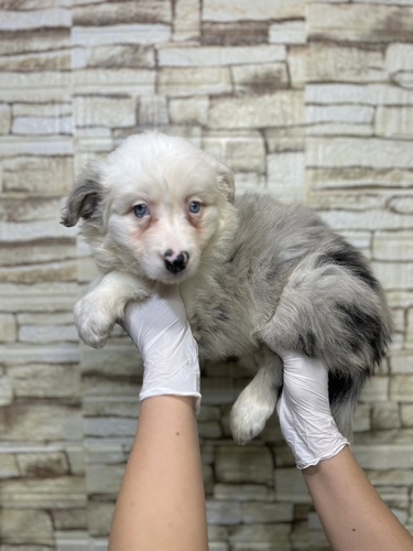 ボーダー・コリー 犬の販売・譲渡 4657 神秘的なブルーアイの女の子!
