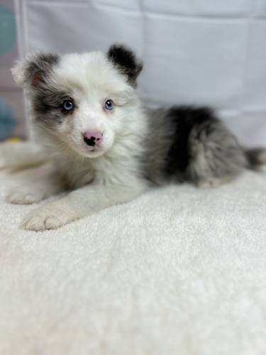 ボーダー・コリー 犬の販売・譲渡 4659 瞳が美しい女の子