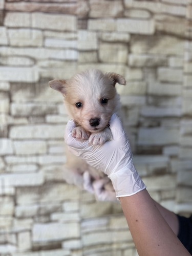ボーダー・コリー 犬の販売・譲渡 4663 ウィートンホワイト男の子