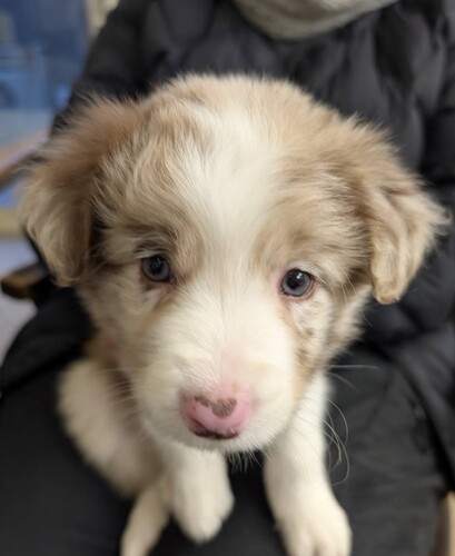 ボーダー・コリー 犬の販売・譲渡 4664 希少なイザベラマール 小さめサイズ