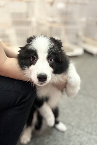 ボーダー・コリー 犬の販売・譲渡 4665 左目が綺麗なブルー 0703
