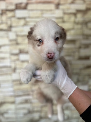 ボーダー・コリー 犬の販売・譲渡 4667 チョコレートマールカラー 6514
