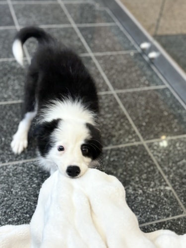 ボーダー・コリー 犬の販売・譲渡 4669 ボーダーコリー5966