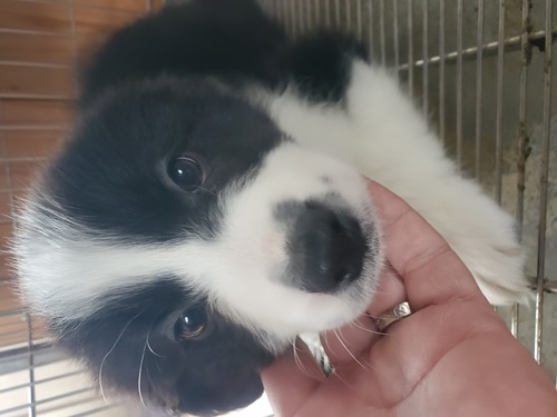 ボーダー・コリー 犬の販売・譲渡 4672 家族決まりました。