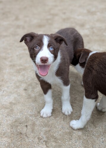 ボーダー・コリー 犬の販売・譲渡 4673 遺伝性疾患12項目発症リスクなし チョコ&ホワイト