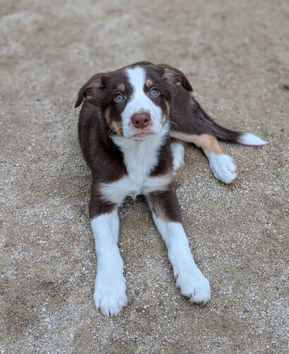ボーダー・コリー 犬の販売・譲渡 4674 遺伝性疾患12項目発症リスクなし チョコトライ