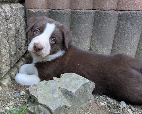ボーダー・コリー 犬の販売・譲渡 4676 ご予約済み