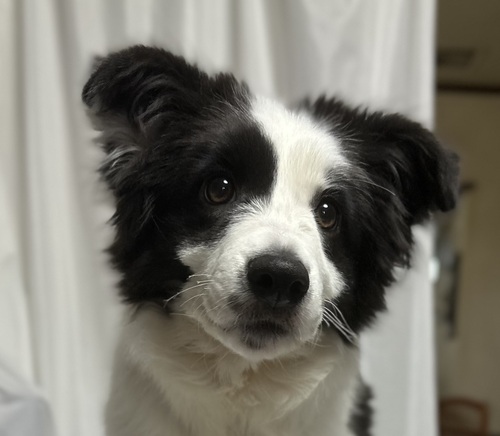 ボーダー・コリー 犬の販売・譲渡 4680 すぐにお迎え可能