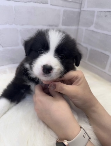 ボーダー・コリー 犬の販売・譲渡 4681 ムチムチの美人さん。お迎え総額。
