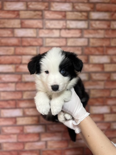 ボーダー・コリー 犬の販売・譲渡 4683 左目ブルー