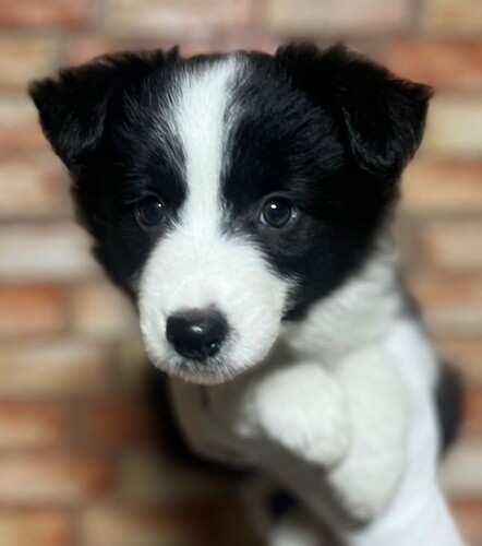 ボーダー・コリー 犬の販売・譲渡 4692 5月21日デビュー!
