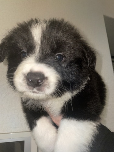 総額20万かわいい仔犬ちゃん? 犬の販売 4693