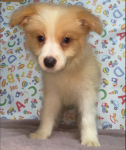 ボーダー・コリー 犬の販売・譲渡 4697 かわいいハートのボーダー君