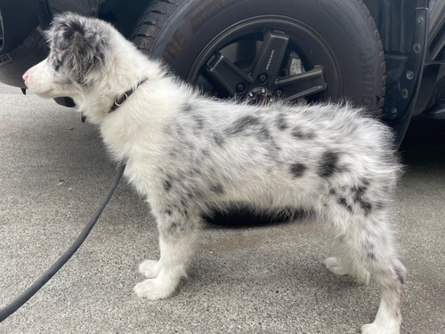 ボーダー・コリー 犬の販売・譲渡 4700 可愛い男の子ですよ! 毛色もきれいです