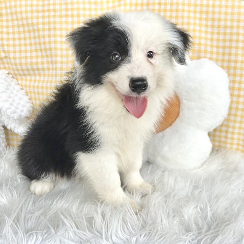 ボーダー・コリー 犬の販売・譲渡 4703 愛らしいお顔の男の子!