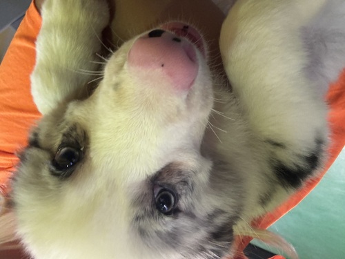 ボーダー・コリー 犬の販売・譲渡 4706 めちゃくちゃ人懐っこい男の子