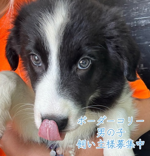 ボーダー・コリー 犬の販売・譲渡 4708 人懐っこい男の子