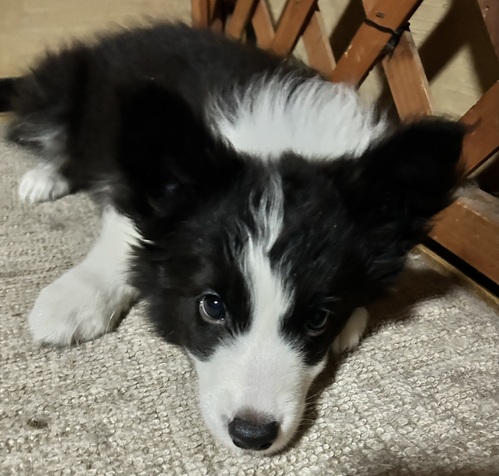 ボーダー・コリー 犬の販売・譲渡 4709 元気な女の子