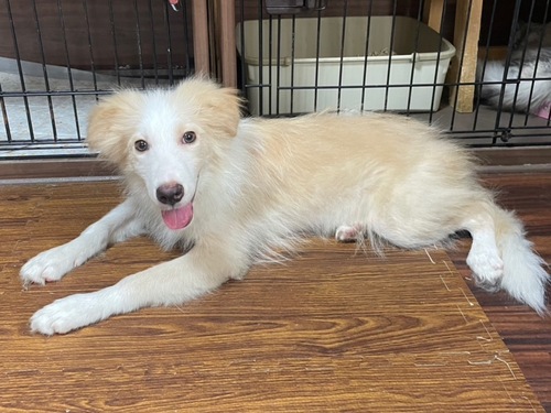 ボーダー・コリー 犬の販売・譲渡 4710 可愛い男の子ですよ! 毛色もきれいです(gsっ子)