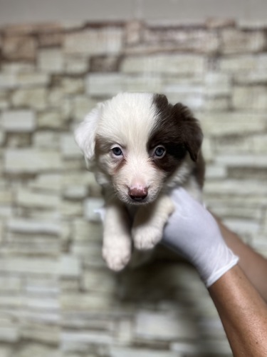 ボーダー・コリー 犬の販売・譲渡 4711 チョコ&ホワイト8123