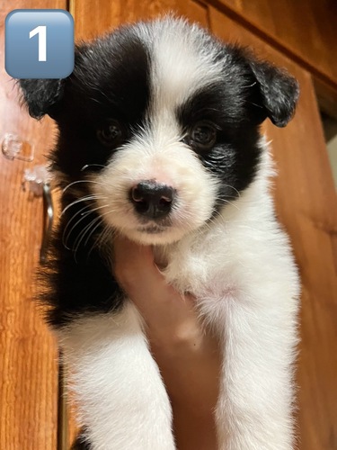 ボーダーコリー 犬の販売 4714