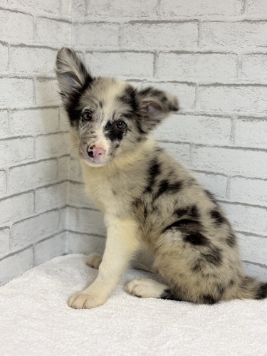 ボーダー・コリー 犬の販売・譲渡 4715 右目ブルー1027