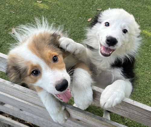 ボーダー・コリー 犬の販売・譲渡 4719 ブラックとセーブルボーダーコリーの仔犬