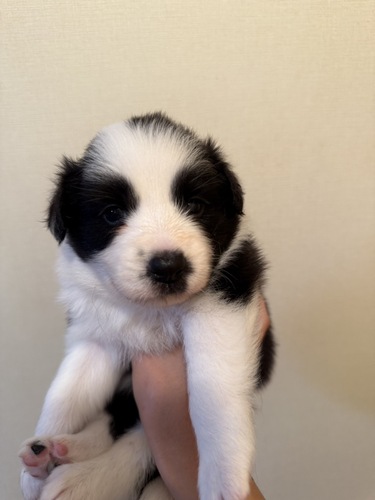 ボーダー・コリー 犬の販売・譲渡 4721 ボーダーコリー子犬