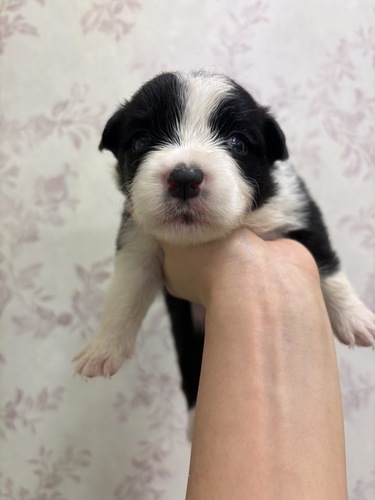 ボーダー・コリー 犬の販売・譲渡 4724 ボーダーコリー子犬