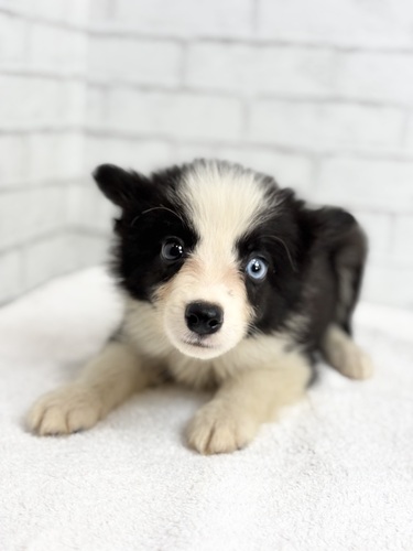 ボーダー・コリー 犬の販売・譲渡 4725 ブラック&ホワイト0245