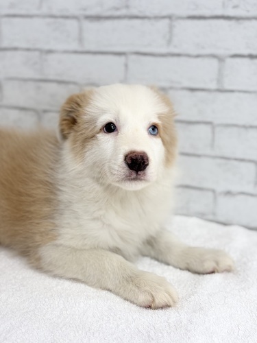 ボーダー・コリー 犬の販売・譲渡 4726 レッド&ホワイト9038