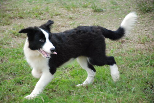 ボーダー・コリー 犬の販売・譲渡 4727 19万〜