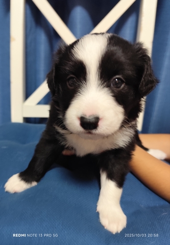 ボーダー・コリー 犬の販売・譲渡 4728 ボーダーコリー専門ブリーダー