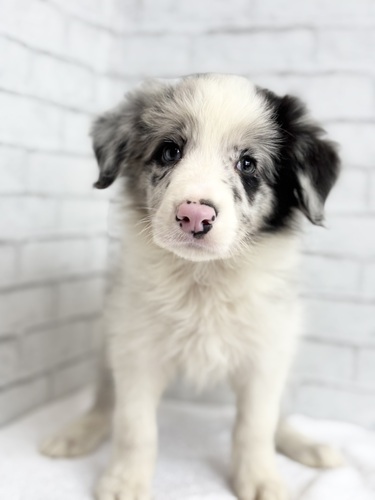 ボーダー・コリー 犬の販売・譲渡 4729 ブルーマール5884