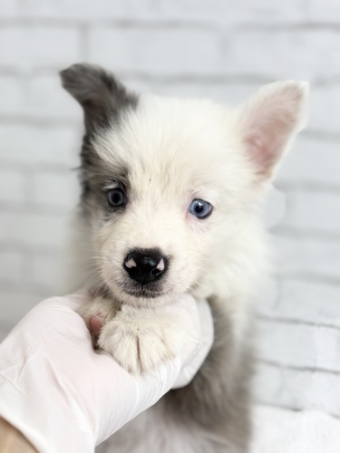 ボーダー・コリー 犬の販売・譲渡 4730 ブルーマール3509